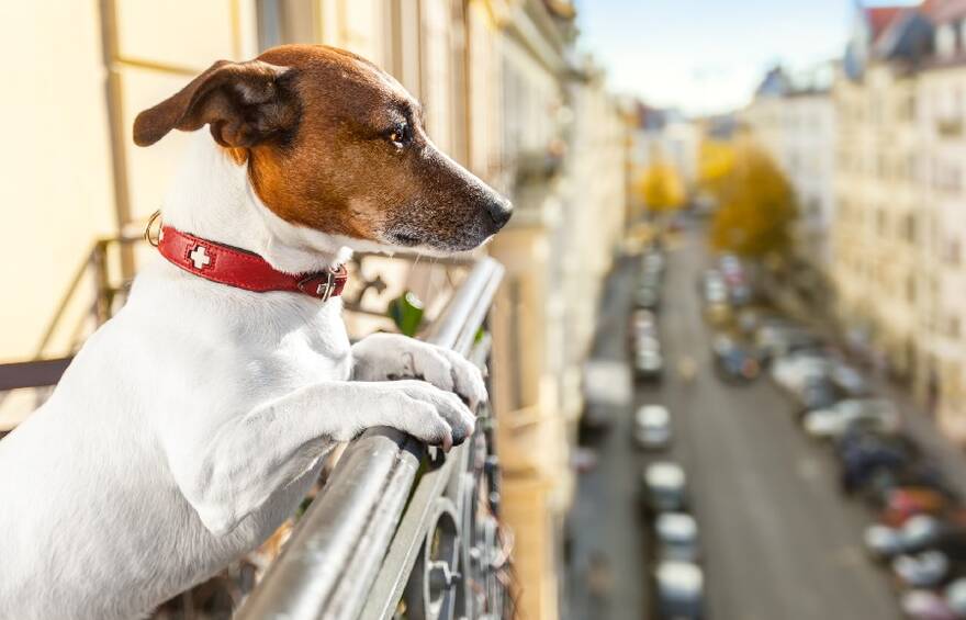 how to keep dog from going between balusters