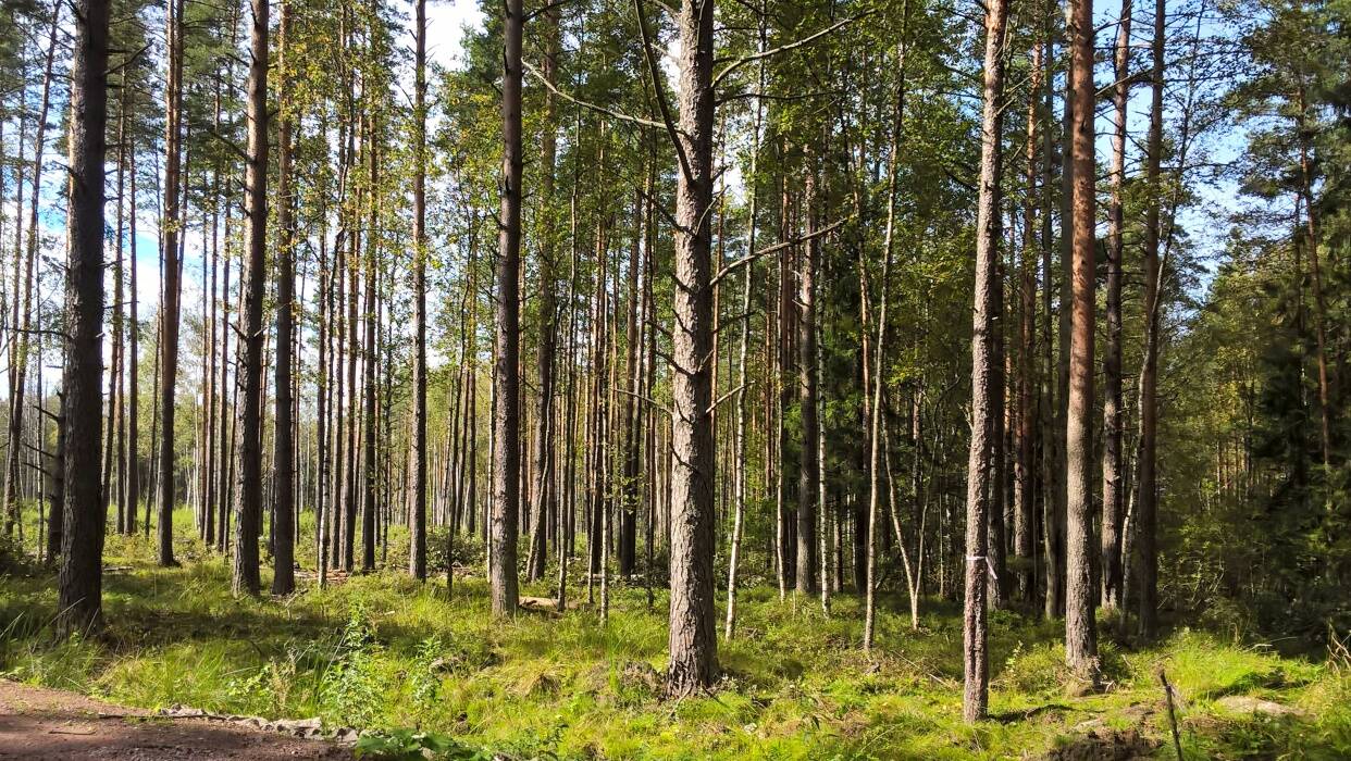 Фото лесного поселка. Лесной поселок 48а. РУСМЕТАЛЛ посёлок Лесные. Олимпгрупп СНТ лес. Олимпгрупп СНТ лес проекты.