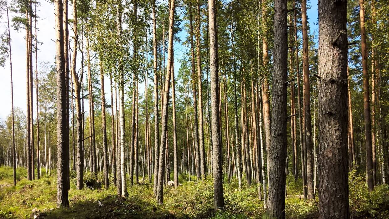 Поселок лес. Троицкий лес коттеджный поселок. Троицкий лес Клинский район. Лес на Ленинградском шоссе. Лес Комсомольская правда.