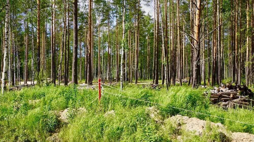 Лес 20. Поселок в лесу Подмосковье. Олимпгрупп СНТ лес. Олимпгрупп СНТ лес проекты. Лсрмп 20 леса.