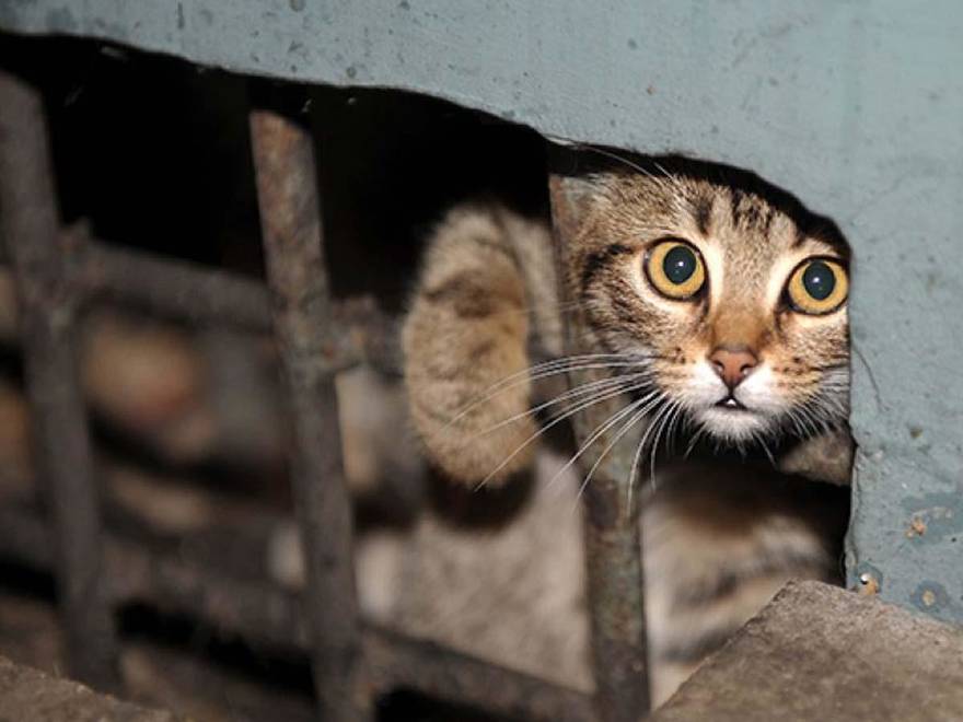 Депутаты Госдумы разрешили собственникам жилья любить котиков